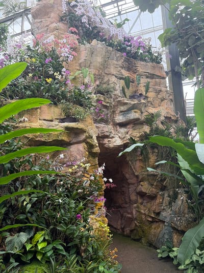 The image shows a rock formation with a cave entrance, decorated with abundant orchids in various shades of pink, white, and purple, as well as lush green foliage. A pathway leads into the cave. The environment appears to be a botanical garden or greenhouse, with natural light filtering through a glass ceiling. There are no people visible in the scene. This scene is consistent with the displays found at the Mae Sa Orchid Farm in Pong Yaeng, Thailand, which is known for its extensive orchid collections and rock garden features.