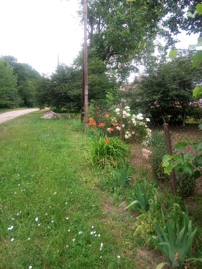 An outdoor, eye-level, full shot captures a rural scene on a cloudy day in the city of Yelyzavetpil, Ukraine. A gravel road curves from the left foreground into the middle ground, bordered by a lush, green lawn dotted with small white flowers. To the right of the road, a large pile of dirt sits in the grassy area. A wooden utility pole stands near the center of the frame. Behind the pole, a wire mesh fence encloses a garden area with various plants, including vibrant orange lilies and clusters of white hydrangeas. Tall green foliage and trees form the background, with hints of a building visible through the dense greenery.