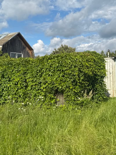 The image captures a lush green wall of foliage, likely Virginia creeper, dominating the foreground and mid-ground. The dense ivy covers a structure, obscuring it from view except for a glimpse of a weathered wooden building with a sloping roof and a small window on the upper left. To the right, a portion of a white, corrugated metal structure is visible, suggesting an outbuilding or fence. At the base of the ivy, small white flowers and some taller, lighter-colored plants are present. The background reveals a bright blue sky filled with fluffy white clouds, interspersed with patches of darker grey clouds, indicating dynamic weather. Tall, overgrown green grass covers the immediate foreground. The scene appears to be located in a rural or semi-rural setting, consistent with a dacha or garden area like that found in Северянин Снт, Russia. There are no people or animals visible in the image. The lighting suggests it is daytime, possibly late morning or afternoon.
