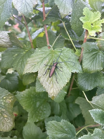 A longhorn beetle with a metallic, reddish-brown body and long, dark antennae rests on a green leaf. The beetle is positioned on a leaf that is slightly lighter in color than the surrounding foliage and has visible water droplets on its surface. The background consists of a dense canopy of green leaves and stems, suggesting a natural, outdoor environment, possibly a garden or wooded area. The image has been taken from a close-up perspective, focusing on the insect and the immediate plant life. The location is Slovenský Grob, Slovakia.