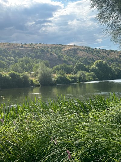 The image depicts a serene natural landscape along a river, presumably in or near Buchino, Bulgaria. The foreground is dominated by lush, green reeds and tall grasses, with hints of small purple wildflowers scattered amongst them. Behind the reeds, a calm, dark river flows, reflecting the surrounding environment and the sky. Across the river, a rolling hillside is covered in a mix of trees and sparse vegetation. The hillside is textured with undulations and dry patches, suggesting a warm climate. At the top of the hillside, the sky is partially cloudy, with dramatic grey and white clouds interspersed with patches of blue sky and sunlight. A tree branch with delicate leaves hangs into the upper right corner of the frame, adding a natural border to the scene. The overall impression is one of a peaceful, natural setting on a partly cloudy day.