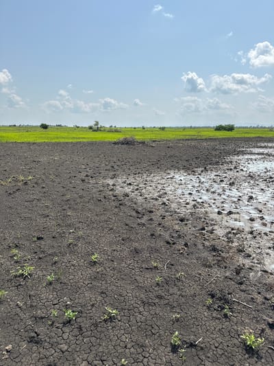 The image depicts a rural landscape in Lau, Nigeria, under a bright, partly cloudy sky, suggesting it is daytime. The scene is divided into two main areas: a patch of dry, cracked earth and a vibrant green field. The dry earth appears to be fallow land, possibly recently harvested or prepared for planting, with small patches of sparse vegetation struggling to grow. Some areas of this patch are wet and muddy, indicating recent rainfall or irrigation. The green field, contrasting sharply with the dry earth, is lush and uniformly covered in short, bright green crops, likely rice paddies given the context. The field stretches into the distance, creating a sense of vastness. In the background, a line of trees and shrubs forms a natural border, with a hazy horizon suggesting a flat terrain. The overall impression is one of agricultural activity and the natural elements of the Nigerian countryside. There are no people or man-made objects visible, emphasizing the natural and agricultural aspects of the scene. The weather appears to be warm and sunny, with scattered white clouds dotting the clear blue sky. There is no visible text in the image.