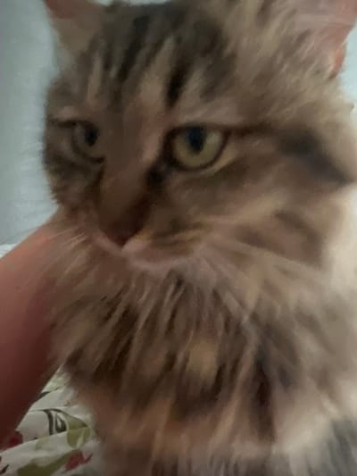 The image is a close-up, slightly blurry photograph of a fluffy tabby cat with green eyes. The cat's fur is a mix of brown, tan, and grey stripes. Part of a person's hand, with painted nails, is visible on the left side of the image, gently holding the cat. The background appears to be a bed with a patterned comforter. There is no identifiable information in the image that would indicate its location in the city of Asipovichy, Belarus.
