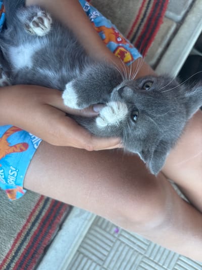 A close-up, overhead shot shows a person's legs and arms holding a young gray cat. The cat is lying on its back, with its paws visible. It has white markings on its chest and paws, and its eyes are open and looking at the camera. The person is wearing blue shorts with a cartoon print. The background is blurred but appears to be an outdoor setting with a striped rug and a textured surface. The image was taken in Zmiiv, Ukraine.