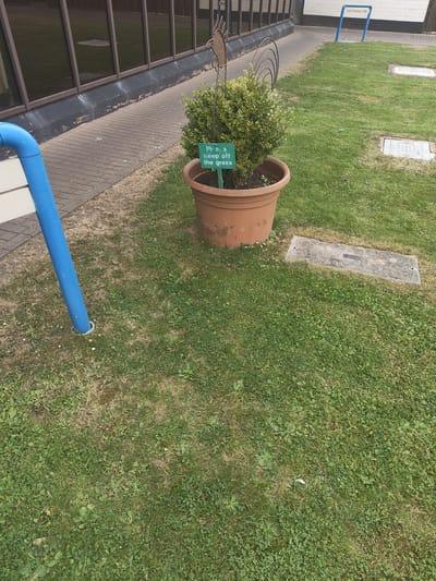 A medium shot shows a well-kept outdoor area with a large paved area on the left and a grassy lawn on the right. A bright blue metal pipe and part of a white bench are visible in the lower left corner. In the center of the frame, a large brown planter holds a small, manicured green bush topped with a decorative metal rooster. A small green sign with white text is inserted into the bush. The lawn is mostly green with some patches of drier, brown grass. Two rectangular concrete slabs are embedded in the lawn. In the background, a building with large, dark-tinted windows runs along the left side of the frame. A blue sign with white text is visible in the upper right corner of the frame, above the lawn. The scene appears to be set during the daytime, under fair weather conditions. The overall impression is one of a well-maintained public or institutional space.

The visible text on the green sign reads: "Please keep off the grass".
The visible text on the blue sign in the background reads: "Staff Entrance Only".