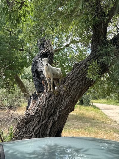A light-colored goat stands on the thick, gnarled branches of a large tree, its bark blackened in places, suggesting it may have been affected by fire. The goat is facing the camera, with its head tilted slightly. The tree is covered in lush green leaves, and it is situated in an outdoor environment with dry grass and a dirt road visible in the background. The foreground shows the reflection of the scene on a grey, smooth surface, possibly the hood of a vehicle. The image does not provide any information about the city of Sukholuzhzhia, Ukraine.