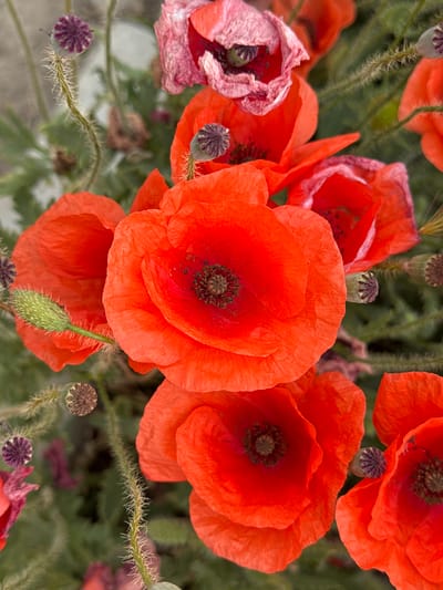 This is a close-up, vertical, eye-level shot of several bright red poppies in Nova Odesa, Ukraine. The poppies are in various stages of bloom, with some fully open and others in bud. The center of each open poppy is dark brown and surrounded by delicate, thin petals. The stems of the poppies are green and fuzzy, with some small green buds and dried seed pods visible. The background is a blur of green foliage and a hint of a light-colored, textured surface, possibly a wall or pavement. The image is well-lit, highlighting the vibrant colors of the flowers. There are no people or animals present in the scene.
