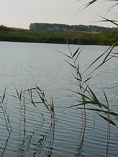 In the foreground of the image, several tall reeds with thin, green leaves rise from the water, their reflections creating distorted patterns on the rippling surface. The water itself is a calm, muted blue-grey, with subtle horizontal lines indicating gentle waves. In the background, a low, dense line of green trees forms a horizon against a pale, hazy sky. Between the reeds and the distant tree line, a narrow strip of green vegetation runs along the water's edge, with a lone figure appearing to stand on a narrow path or structure near the shore. The overall scene depicts a tranquil natural landscape, likely a lake or slow-moving river. The specific location is identified as Свіслацкі сельскі Савет, Belarus.