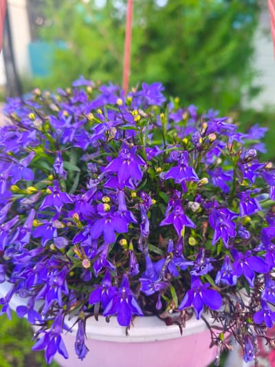 The image shows a close-up of a hanging basket filled with a dense arrangement of small, vibrant purple lobelia flowers. The flowers have delicate petals and small yellow centers. Some buds are also visible among the blooms, as are a few dried and browning leaves, suggesting the plant is in bloom but also showing signs of natural aging.

The basket itself is partially visible at the bottom of the frame, appearing to be made of white plastic with a pink hue, suggesting it's a decorative pot. The flowers are cascading slightly over the rim of the basket.

In the background, out of focus, are elements of an outdoor setting. There are hints of green foliage from trees or bushes, suggesting a garden or yard. A thin, reddish-pink string or rod is visible in the upper right quadrant, likely part of the hanging mechanism for the basket. The overall lighting suggests it is daytime, with soft, diffused light, possibly indicating an overcast sky or late afternoon. There is no text visible in the image. The scene evokes a sense of natural beauty and domestic gardening.