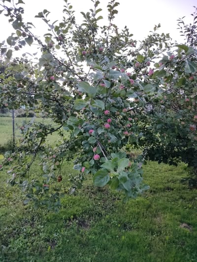 The image depicts an apple tree laden with fruit in an outdoor setting, likely a garden or orchard, within the Пліскі сельскі Савет, Belarus. The tree branches are filled with green leaves and numerous small, reddish-pink apples, some appearing ripe. The ground beneath the tree is covered in green grass and some scattered brown leaves or debris. In the background, a hint of a fence and a very faint structure or building can be observed. The lighting suggests it is either early morning or late afternoon. There are no people or animals visible in the frame.