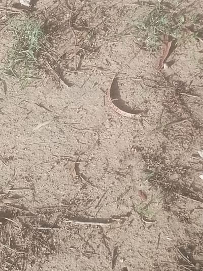 The image depicts a patch of dry, sandy soil with scattered green grass and thin, dry twigs. A single, curved object with a ribbed texture, possibly a dried seed pod or a piece of bark, lies in the center of the frame. The scene appears to be outdoors, with muted lighting suggesting it is daytime. There are no visible people or animals. The environment is natural and appears undisturbed. The image is cropped from a larger scene, and specific details about its location within Majemu, Nigeria, cannot be inferred from the visual information provided.