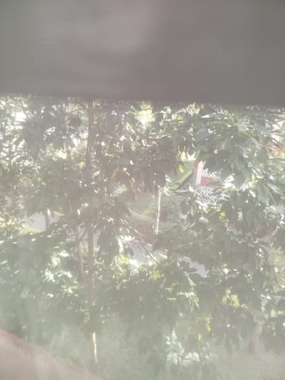 Looking through a partially obscured window, a dense grouping of trees dominates the view. The foliage is thick and green, with sunlight filtering through the leaves. In the background, a house is partially visible. The scene suggests a garden or wooded area outside the window. The window obstruction creates a slightly hazy effect, softening the overall image.