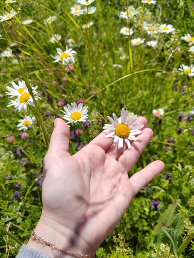 A hand is holding a daisy with a yellow center and white petals. The hand is positioned in the foreground, with the palm facing upwards and the daisy resting on it. The background is a field of green grass and other wildflowers, including purple and pink flowers, suggesting a meadow or garden setting. The lighting indicates it is daytime, with bright sunlight casting shadows. The overall mood is peaceful and natural. The image appears to be taken in Zhal'skoe, Russia. There is no visible text in the image.