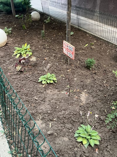 The image shows a small garden bed in Belozernyi, Russia, enclosed by a green chain-link fence. The ground is dark soil, with several small plants and some fallen leaves scattered throughout. In the foreground, a cluster of green plants with light purple flowers is visible. To the left of this, another plant with dark red and green leaves is growing. In the background, a white spherical object is partially visible. A red and white sign is mounted on a wooden post near the center of the image. The sign has Cyrillic text and depicts images of a dog and a trash can with a line through them. Behind the garden bed, a black metal fence runs horizontally, and beyond that, a paved walkway is visible. The overall scene depicts a neglected or recently planted garden area with a clear "no dogs" and "no littering" sign.