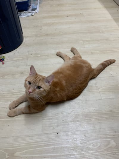 An orange tabby cat is lying on its side on a light-colored wooden floor. The cat is facing the camera and looking towards the viewer. Its front paws are extended in front of it, and its hind legs are stretched out behind it. The cat has green eyes and white whiskers. In the background, to the left of the cat, a dark blue trash can is visible, along with a blue litter box placed on top of some newspapers. There are some small dark specks on the floor, which appear to be dirt or debris. The scene is indoors.