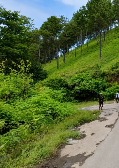 In Sosor Dolok, Indonesia, a rural road winds through a lush green landscape. On the right side of the road, two individuals are walking away from the camera. The first, wearing a black t-shirt and shorts, is closer to the foreground. Behind him, another person in a white shirt and dark pants walks further down the road. The road itself is paved but appears worn, with some patches of standing water and debris visible.

To the left of the road, a dense area of vibrant green foliage dominates the scene, creating a natural barrier. This vegetation includes various bushes and smaller trees, some with lighter green leaves. Further up the slope behind the foliage, a distinct line of tall, slender pine trees stands out, their dark green needles contrasting with the lighter green of the grass-covered hillside. The hillside slopes upward, creating a textured backdrop of green. The sky above is a clear blue with a few wispy clouds.