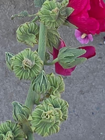 This image depicts a close-up view of a plant stalk with multiple green buds and one open pink flower, positioned against a gray, textured background. The buds are arranged along the stalk, with some appearing tightly closed and others partially unfurled, revealing intricate, layered green structures. One prominent pink flower is visible at the top right, with its petals showing a vibrant magenta hue. A smaller, pale pink flower is also visible beneath the larger pink bloom. The plant is the sole subject, with no people or animals present. The environment appears to be an outdoor setting, possibly a garden or natural landscape, given the textured ground. The specific location in the city of Shiklar, Uzbekistan, cannot be determined from the visual information provided.