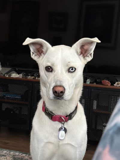 A white dog with heterochromia, one brown eye and one blue eye, is looking directly at the camera. The dog is wearing a pink collar with a white tag attached. The dog is indoors, with a dark background that appears to be a living room. There are cabinets and shelves visible behind the dog. The image does not provide any information about the location in the city of Tacoma, United States of America.