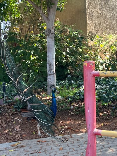 A vibrant peacock is positioned between a slender tree and a red and yellow playground structure. The bird's iridescent blue neck and elaborate train feathers are prominently displayed. It is set against a background of lush green foliage and a section of paved pathway. The scene is outdoors, likely in a park or garden setting, bathed in natural light.