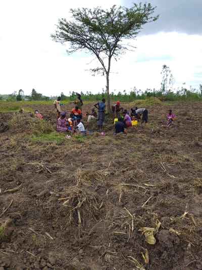 A field of recently tilled brown soil dominates the foreground, littered with dried plant debris. In the middle ground, a group of people gather beneath a large tree. Some are seated, others stand or bend over, seemingly engaged in an activity. Brightly colored containers are scattered amongst them. A row of trees forms the horizon line in the background, beneath a cloudy sky. The scene depicts an agricultural setting with evidence of farming and communal activity.