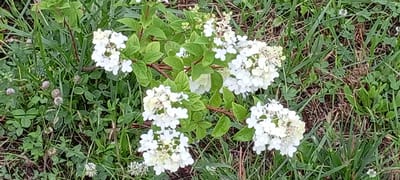 This is a medium-shot, eye-level, outdoor photograph of a small cluster of white hydrangea flowers with green leaves against a background of grass and clover. The flowers are in various stages of bloom, some appearing full and white, while others are smaller and tinged with green. The leaves are a vibrant green, some with a slight sheen, suggesting they may be wet. The ground cover is predominantly green grass and clover, with some dry brown debris scattered amongst it. The lighting appears natural, indicating it was taken during the day. The overall impression is of a natural, outdoor setting. There are no people, animals, or man-made structures visible in the image, and no specific details can be discerned to suggest its location within the city of Kirsanov, Russia.