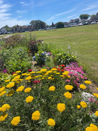 This image depicts a sunny day in Oak Bluffs, Massachusetts, showcasing a vibrant flower garden bordering a grassy lawn. The foreground is dominated by a profusion of bright yellow yarrow flowers, their flat-topped clusters creating a cheerful display. Interspersed among them are pink petunias, small white flowers, and hints of red and blue blooms, adding a rich tapestry of color. Lush green foliage surrounds the flowers, suggesting a well-maintained garden.
In the background, a line of houses with distinct architectural styles, characteristic of New England coastal towns, can be seen stretching along a street. Several cars are parked along the road, indicating a residential area. The bright blue sky, dotted with wispy white clouds, suggests fair weather and a pleasant time of day, likely late morning or early afternoon given the sunlight casting shadows. The overall scene evokes a sense of tranquility and natural beauty, characteristic of a summer day in a seaside community. No people or text are visible in the image.