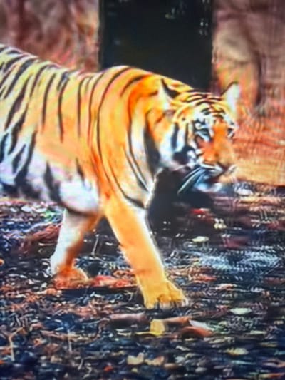 A tiger walks across a forest floor. The tiger is orange with black stripes, and it is carrying a dark object in its mouth. The forest floor is covered with leaves and debris. The background is out of focus, but it appears to be a forest with trees and some rocks. The image is a photograph. The location is not in Wildwood, United States; it is a wild animal in its natural habitat.