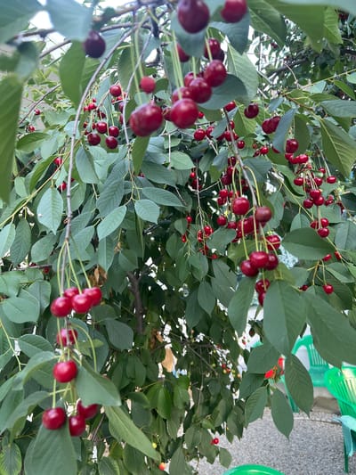 The image shows a close-up view of a cherry tree laden with ripe, dark red cherries. The cherries are clustered together on branches, interspersed with green leaves. Some cherries are in sharp focus, while others are slightly blurred due to the shallow depth of field. The lighting suggests it is daytime, with natural sunlight filtering through the leaves. In the background, hints of a bright green object, possibly a plastic chair or bin, and a light-colored surface, potentially a wall or pavement, are visible. The overall scene evokes a sense of a summer harvest. The location is identified as Sudak, Ukraine. There is no visible text in the image.