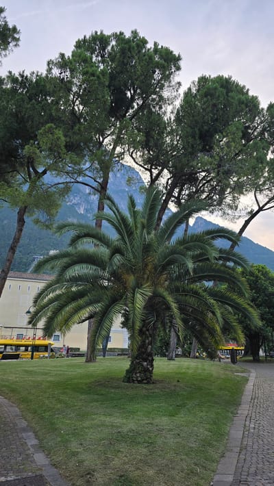 The image shows a palm tree in the foreground, with a lush green lawn surrounding its base. Behind the palm tree, tall pine trees are visible, and in the background, a mountain range looms under a cloudy sky. To the left of the palm tree, a light yellow building with a row of windows is situated, and a bright yellow tourist bus is parked in front of it. Two individuals are walking in front of the bus. A paved pathway, made of cobblestones, runs along the right side of the image. The scene appears to be a park or a public garden in Riva del Garda, Italy, given the presence of the palm tree, the mountainous backdrop, and the distinctive yellow tourist bus often seen in the region.