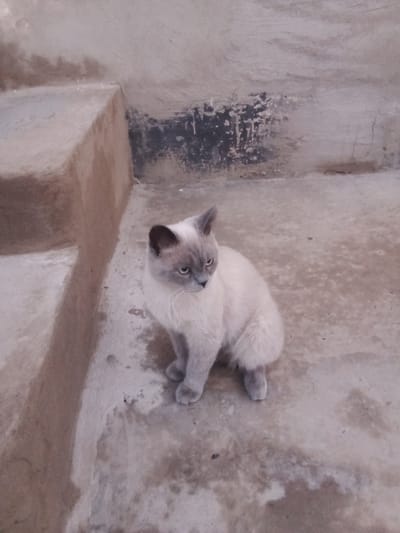 A light-colored cat with darker points on its ears and face is sitting on a concrete surface next to a set of concrete steps. The cat is facing to the right of the frame, with its head tilted slightly. The concrete surface is worn and appears to be outdoors. The background shows a rough, textured wall with some patches of dark material. The scene is set in Navbahor, Uzbekistan.