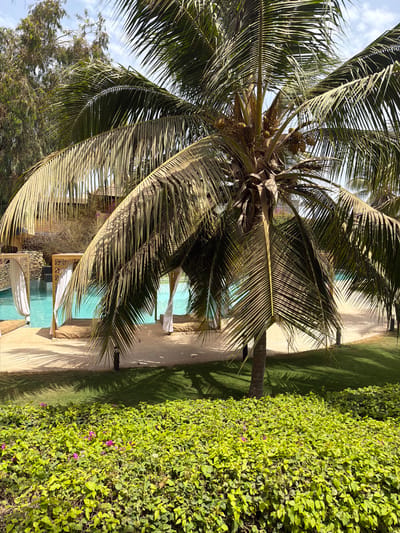 The image depicts a sunny outdoor scene likely in Saly Portudal, Senegal, based on the tropical vegetation. A mature coconut palm dominates the left of the frame, with visible coconuts. To the right of the palm is a manicured lawn bordering a vibrant green hedge containing small purple flowers. A swimming pool with cabanas featuring white curtains can be seen beyond the tree. A beige-colored walkway is adjacent to the grass, casting long shadows from the palm tree. In the lower-left corner, a glimpse of other trees suggests a broader landscape.