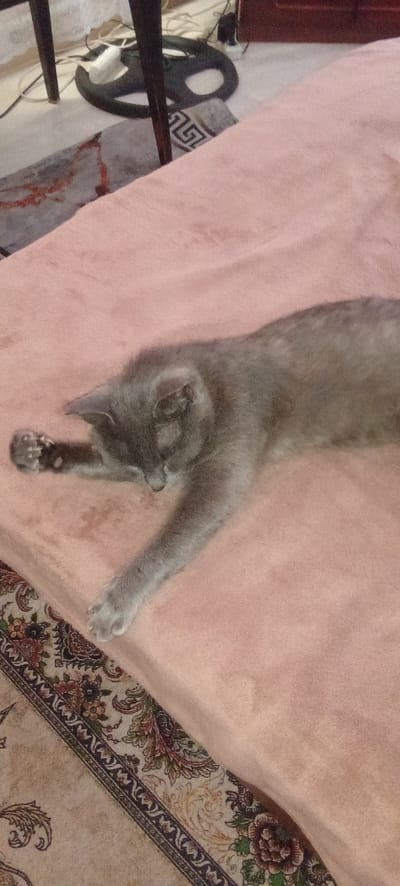 A grey cat is sleeping on a pink blanket. The cat is lying on its side with its paws extended. The blanket is on top of a rug with a floral pattern. In the background, there are chair legs and some wires. The scene appears to be indoors, likely in a domestic setting, though the specific location in Belgorodskoye, Kazakhstan, cannot be determined from the image alone.