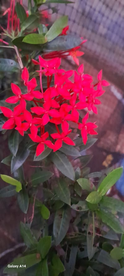 This is a close-up, vertical, eye-level shot of a cluster of bright red Ixora flowers with green leaves. The flowers are small and star-shaped, with four petals each, and are densely packed together on thin red stems. The leaves are lance-shaped and a deep green, some showing signs of damage with small holes. The background is blurred and appears to be a textured surface, possibly a wall or fence, with muted colors ranging from purple to brown and some lighter, brighter areas. The lighting is somewhat dim, creating soft shadows and highlights. The bottom left corner of the image displays the text "Galaxy A14", indicating the device used for capture. There are no people or animals visible in the image. The image does not provide any information about a specific location in Uleemeuria, Indonesia.