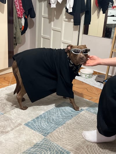 This indoor scene, located in the city of Bayraklı, Turkey, depicts a brown, short-haired dog, consistent with a Pit Bull type, standing on a patterned rug. The dog is dressed in an oversized black garment, resembling a t-shirt or tunic, a black bandana with white patterns around its neck, and silver-framed sunglasses resting on its snout and over its eyes. A human hand, with light skin tone, is gently cupping the dog's chin/jaw area. A human leg, partially visible in the lower right foreground, is clad in black trousers and a white sock. The rug features a geometric design with beige and light blue squares displaying wavy textures. Adjacent to the rug, a light brown tiled floor is visible. In the background, to the left, a light-colored wooden cabinet or wardrobe is present, from which various items of clothing, including a red patterned garment and dark apparel, are hanging. A white, paneled door occupies the central background. To the right, a partial wooden ladder or shelving unit is visible, with a white plastic container and a grey pet bowl resting on the tiled floor beneath it. The environment is illuminated by interior artificial lighting.