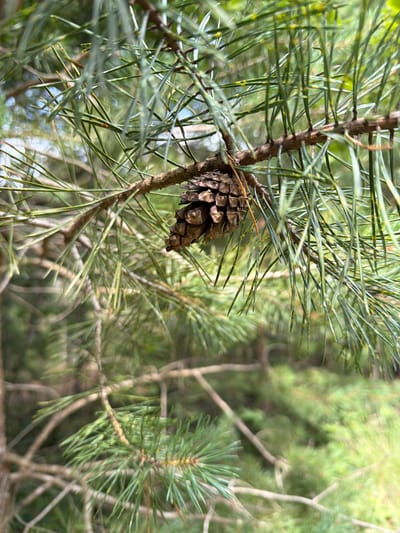 This image is a close-up, eye-level shot of a pine branch with a small, brown pinecone hanging from it. The pine needles are long and green, with some exhibiting yellowing. The background is a soft-focus blur of more pine branches and greenery, suggesting an outdoor, wooded environment. The lighting is natural and appears to be daylight. The image does not contain any people, animals, or any indication of urban or suburban life, thus it is not possible to place it in the city of Veltas, Latvia based on the visual information alone.