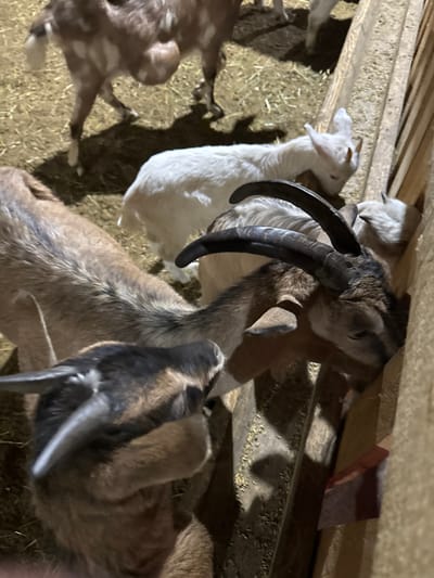 The scene depicts multiple domestic goats within an indoor enclosure, located in Crokhovo, Russia. In the background, a light brown goat with white spots and a visibly distended abdomen stands on a bed of scattered hay and straw. A smaller, entirely white goat is positioned centrally, facing a wooden feeder. In the mid-ground and foreground, at least three other goats, varying in shades of brown and black, are actively feeding from the wooden trough. Two of these goats possess prominent, dark, curved horns. The feeder contains granular feed and some hay remnants. The ground is covered with a uniform layer of light-colored bedding material, characteristic of an animal pen. Shadows indicate overhead artificial lighting.