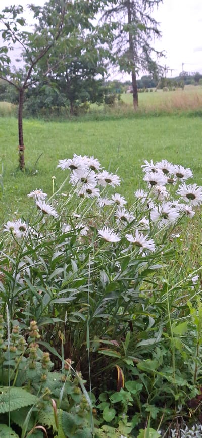 In Orissaare, Estonia, a field of white daisies stands tall amidst a grassy landscape. The daisies, with their frilly petals, are the primary focus, their heads tilted and swaying in an unseen breeze. They are surrounded by lush green foliage, creating a dense ground cover that extends towards the background.

In the distance, trees with dark, slender trunks punctuate the horizon. One tree, in the foreground left, has a gnarled, textured bark, while another further back appears more conical. The background is a soft blur of green, with hints of dry grass and what appears to be a distant power line, suggesting a rural or semi-rural setting. The sky is overcast, casting a diffused light over the scene, contributing to a somewhat muted, natural color palette. The overall impression is one of natural beauty and tranquility.