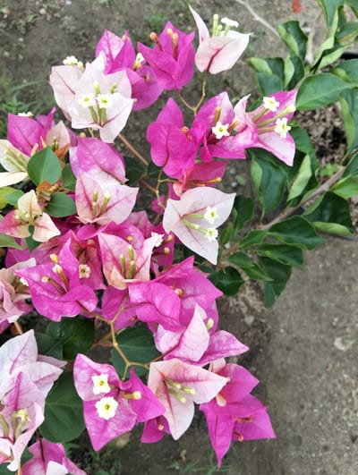 The image shows a close-up of a flowering bougainvillea plant. The plant has vibrant pink and white bracts, which are often mistaken for petals, surrounding small, white, tubular flowers. The bracts are delicate and have visible veins. Green leaves are interspersed among the flowers. The background consists of a gritty, gray surface that appears to be soil or gravel. The lighting is natural, suggesting an outdoor setting. The image does not contain any people or identifiable landmarks that would place it specifically in Cotseurani, Indonesia.