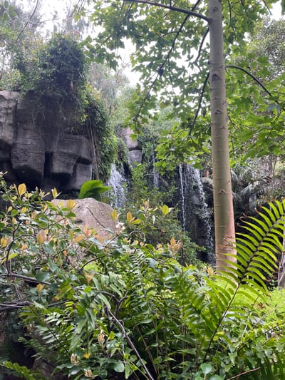 The image displays a lush, naturalistic landscape located in Les Meravelles, Spain, under an overcast sky. The foreground is filled with dense green vegetation, including various shrubs with light green and emerging reddish-brown leaves, and prominent bright green fern fronds. A light-colored, irregularly shaped rock is partially visible on the lower-left. A slender, light-barked tree trunk, approximately 0.5 meters in diameter, rises vertically on the right, with its branches and green, palmate leaves extending into the upper portion of the frame. In the midground, a large, dark grey rock formation, resembling a cliff face, occupies the left side and is partially covered with green vines. A multi-strand waterfall cascades down the right section of this rock formation, exhibiting visible water flow. Extensive green vegetation, including large broad leaves, densely surrounds the base of the waterfall and rocks. The background consists of additional tree canopy set against a uniformly light grey, overcast sky. No human subjects or their activities are present within the scene.