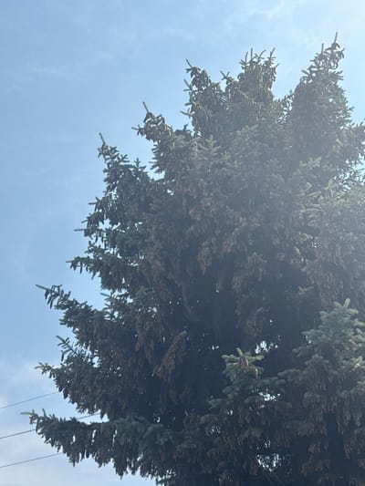 A low-angle shot captures the top portion of a large coniferous tree, possibly a spruce, against a hazy blue sky. The tree is densely packed with dark green needles and numerous brown cones that hang downwards. The light filters through the branches, creating a slightly overexposed and diffused effect. In the lower left corner, two thin black wires, likely part of a power line, stretch horizontally across the frame. The image appears to be taken outdoors in an area with clear skies, possibly within the village of Dostyk, Kazakhstan. There are no people or animals visible in the image.