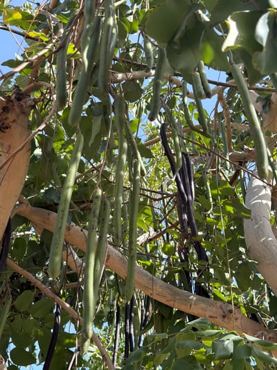 The image displays a close-up, upward-angled view of a tree canopy in Kiryat Ono, Israel, against a clear blue sky. Numerous elongated seed pods, predominantly light green with occasional darker blemishes, hang vertically from branches amidst bright green leaves. A cluster of darker, purplish-brown, more mature pods is visible towards the center-right. Visible tree branches are light brown to grayish-tan, and the scene is illuminated by strong natural sunlight.