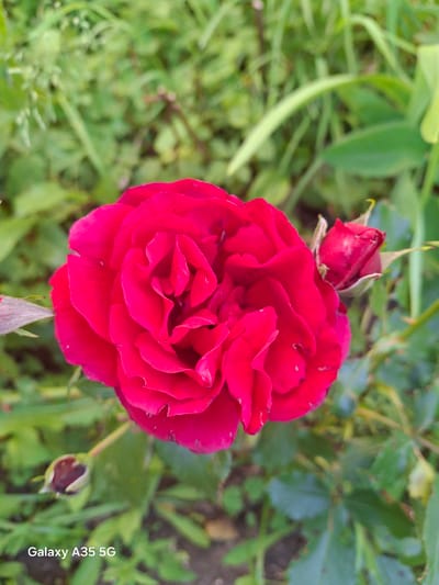 A close-up, eye-level shot features a vibrant red rose in full bloom, dominating the center of the frame. Its petals are deeply textured and ruffled, showcasing various shades of red. To the right of the main rose, a smaller, unopened rose bud in a similar shade of red is visible. In the bottom left corner, a dark, unopened bud is partially visible. The rose is set against a soft-focus background of lush green foliage, suggesting an outdoor garden setting. A portion of the text "Galaxy A35 5G" is visible in the bottom left corner of the image. The image was captured in the city of Zviahel, Ukraine.