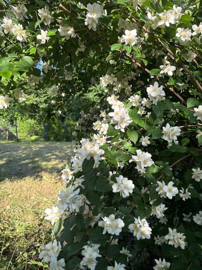 The image depicts a close-up view of a bush filled with white, star-shaped flowers with yellow centers. The flowers are clustered together on green stems and leaves. The background is blurred, showing a grassy area and trees, suggesting an outdoor setting, likely a garden or park. The lighting indicates a sunny day, casting shadows. The scene does not contain any people or visible buildings. Based on the provided location information, this image was taken in Herford, Germany.