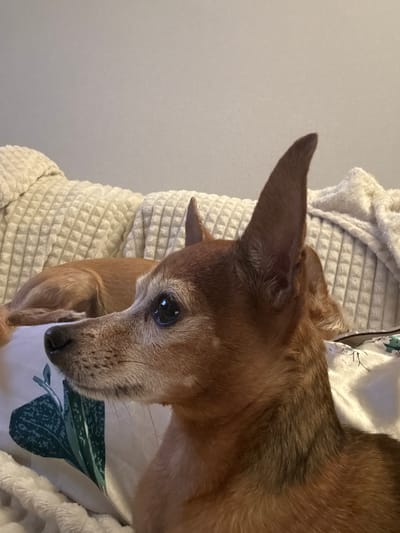 This media file features a close-up, low-angle shot of a small, brown dog lying down. The dog is positioned on the right side of the frame, with its head tilted down and to the right, looking slightly off-camera. Its large, dark eye is clearly visible, reflecting light. The dog has prominent, pointed ears, one of which is raised. The fur on its face appears to be greying, suggesting it may be an older dog.

The dog is resting on a textured, cream-colored blanket or cushion. To the right of the dog, a white pillow with a green leaf pattern is visible. The background on the left is a plain, light gray wall. The lighting suggests an indoor setting, possibly a home, with soft, ambient light. There is no discernible activity taking place, as the dog appears to be relaxed or sleeping. The overall mood is calm and intimate, focusing on the dog's features and resting posture. No text is visible in the image. The location context provided is Laikovo, Russia.