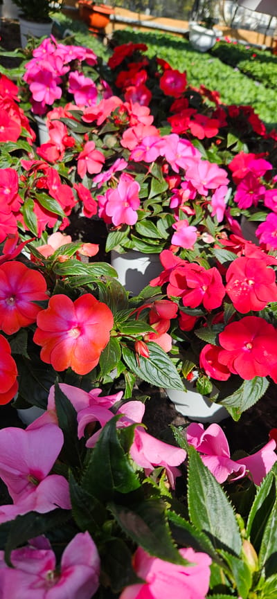 The image depicts a close-up view of a dense arrangement of flowers, primarily impatiens. The flowers are various shades of red and pink. Green foliage is visible among the blooms, suggesting a healthy and well-maintained display. The flowers appear to be planted in pots or containers, which are not clearly visible. The image suggests an outdoor setting, likely a garden or nursery. The angle and focus are tight, concentrating on the flowers themselves. The presence of a city or specific location (Usoika, Bulgaria) cannot be confirmed solely from the image content.