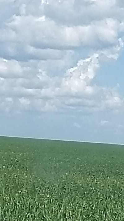 The image shows a vast, flat green field of crops under a partly cloudy blue sky. The horizon line is clearly visible, separating the field from the sky. The clouds are white and fluffy, with some darker areas suggesting depth. The field appears to be agricultural land, likely in a rural setting. There are no visible people, structures, or any other objects in the scene. The location is identified as Майкөл ауылдық округі, Kazakhstan.