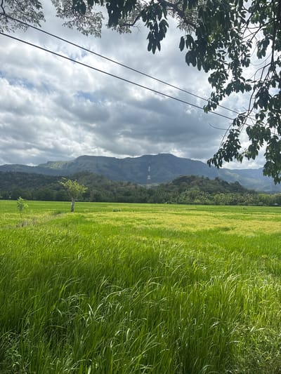 In Buduruwagala, Sri Lanka, a vast expanse of bright green rice paddies stretches towards rolling hills under a dramatic, cloudy sky. Two sets of power lines bisect the upper portion of the frame, with the shadowed branches and leaves of a tree in the foreground on the right. In the middle ground of the rice field, a lone, slender tree stands. Behind the paddies, a series of densely forested hills rise, culminating in a prominent, bald mountain peak with a visible telecommunications tower. The overall scene depicts a tranquil rural landscape.