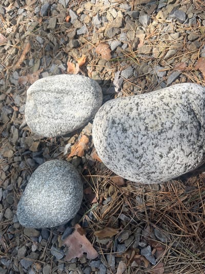 A close-up, overhead shot captures three light-colored, smooth, rounded stones resting on a bed of dark gray and brown gravel, pine needles, and a few dried leaves. The stones vary in size and texture; one large, oblong stone in the foreground has a speckled pattern of white and dark gray. To its left and slightly above, a smaller, oval stone exhibits a similar speckled texture. Above and to the left of these two, a larger, flatter stone displays faint, parallel gray stripes. The environment suggests an outdoor setting, possibly a natural or landscaped area. The specific location in the city of Староживотинное, Russia, is not visually discernible from the image itself. There are no people or animals present, and no actions or interactions are depicted.