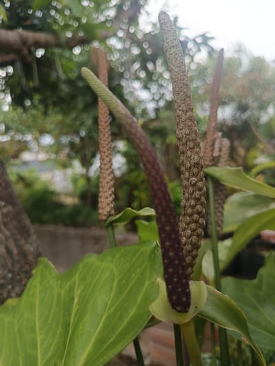 The image displays a close-up, upward-angled view of several Anthurium plant spadices and associated foliage in an outdoor environment. The foreground features a prominent, thick, cylindrical spadix on the right, brown in color with a highly textured, bumpy surface, consistent with developing fruit. To its left, a slender, curving spadix is visible, transitioning from a light green tip to a darker purplish-brown body with a finer texture. Both foreground spadices emerge from light green, cup-shaped spathes and are supported by visible green stems. Large, glossy green leaves with distinct veins are present in the lower left quadrant and partially visible behind the central spadix. The background is heavily blurred, displaying indistinct shapes of green foliage, tree trunks, and soft, circular bokeh highlights, indicating diffuse natural light. No individuals or animals are present. Actions and interactions are absent as the scene is static. The depicted environment is a garden or natural setting. Due to the lack of specific landmarks or contextual information within the image, the precise location within Ouderkerk aan de Amstel, Netherlands, cannot be determined.