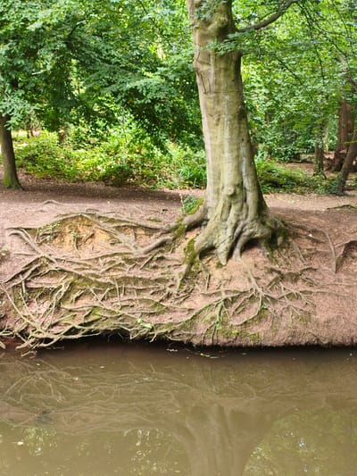 An old, large tree with exposed, gnarled roots stands on the bank of a murky, still body of water, possibly a river or pond. The tree's trunk is thick and textured, with moss growing in places. The roots spread outwards, anchoring the tree firmly into the reddish-brown soil of the bank, which is covered in fallen leaves and some sparse greenery. Beyond the tree and bank, a dense woodland is visible, with sunlight filtering through the lush green leaves of numerous trees. The water reflects the surrounding foliage and the tree itself, creating a mirrored image. There are no people or animals visible in the scene. This image depicts a natural scene, likely in a park or woodland area.